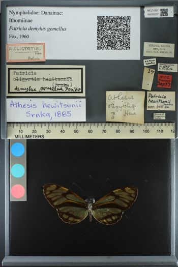 Media type: image;   Entomology 30237